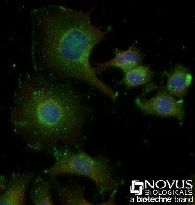 Immunocytochemistry/ Immunofluorescence: GLP-1R Antibody - BSA Free [NBP1-97308]