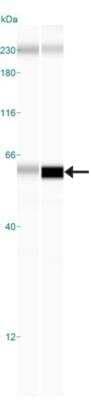 Simple Western: GLP-1R AntibodyBSA Free [NBP1-97308]