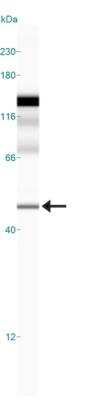 Simple Western: GLP-1R AntibodyBSA Free [NLS1205]