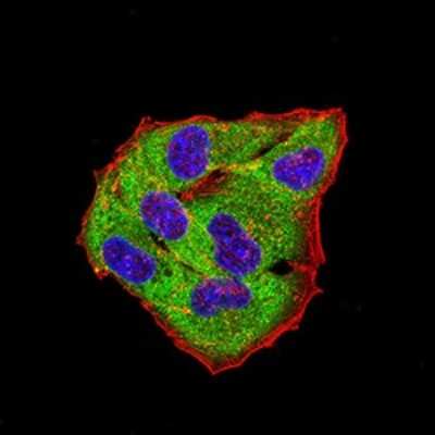 Immunocytochemistry/ Immunofluorescence: GLRB Antibody (3B8A8) - BSA Free [NBP2-61774]