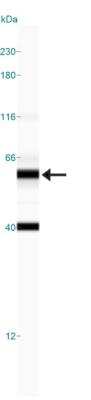 Simple Western: GLS2 AntibodyBSA Free [NBP1-76544]