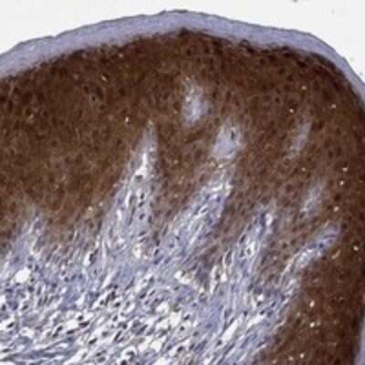 Immunohistochemistry-Paraffin: GLTP Antibody [NBP3-17497]