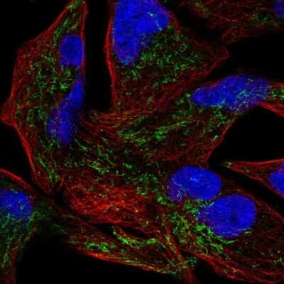 Immunocytochemistry/ Immunofluorescence: GLXR5 Antibody [NBP2-57059]