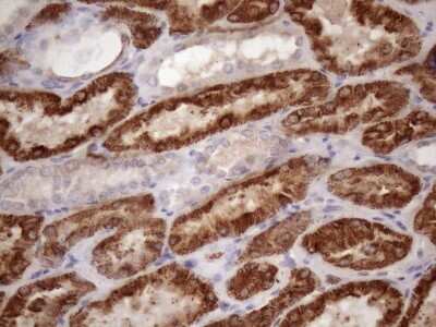 Immunohistochemistry: GLYAT Antibody (OTI4D1) [NBP2-45897]