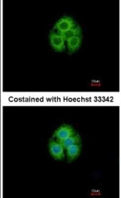 Immunocytochemistry/ Immunofluorescence: GLYATL1 Antibody [NBP1-32600]