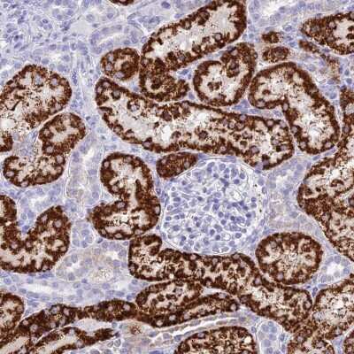 Immunohistochemistry: GLYATL1 Antibody [NBP2-48708]