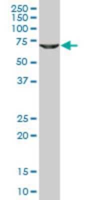 Western Blot: GLYCTK Antibody (1B5) [H00132158-M02]