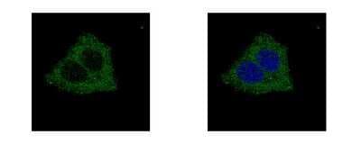 Immunocytochemistry/ Immunofluorescence: GLYCTK Antibody [NBP1-32317]