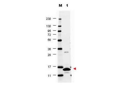 Western Blot: GM-CSF AntibodyAzide and BSA Free [NBP1-42743]