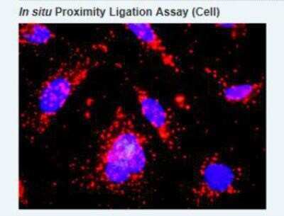 Proximity Ligation Assay: GM-CSFR alpha Antibody (2G5) [H00001438-M03]