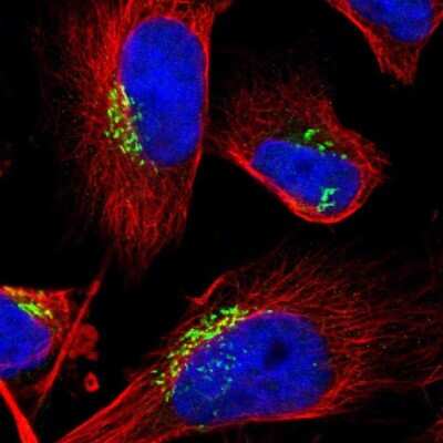Immunocytochemistry/ Immunofluorescence: GM130/GOLGA2 Antibody [NBP1-89756]