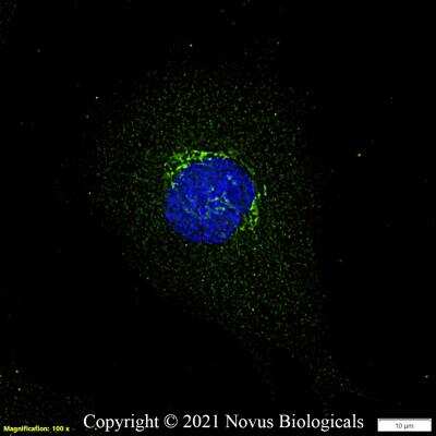Immunocytochemistry/ Immunofluorescence: GM130/GOLGA2 Antibody - BSA Free [NBP2-53420]