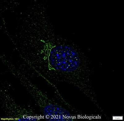Immunocytochemistry/ Immunofluorescence: GM130/GOLGA2 Antibody - BSA Free [NBP2-53420]
