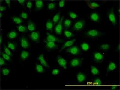 Immunocytochemistry/ Immunofluorescence: GMEB1 Antibody (2A8) [H00010691-M01]