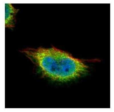 Immunocytochemistry/ Immunofluorescence: GMEB1 Antibody [NBP2-16694]