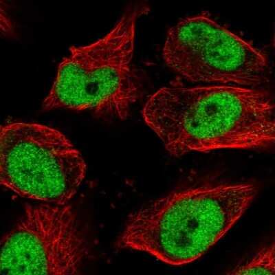 Immunocytochemistry/ Immunofluorescence: GMEB1 Antibody [NBP2-55657]