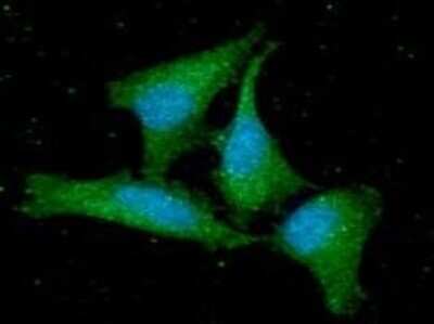Immunocytochemistry/ Immunofluorescence: GMF-beta Antibody (44D8) - BSA Free [NBP2-59490]
