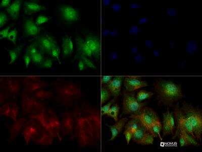 Immunocytochemistry/ Immunofluorescence: GMFG Antibody [NBP2-31367]