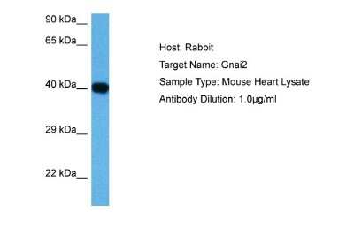 Western Blot: GNAI3 Antibody [NBP2-82235]