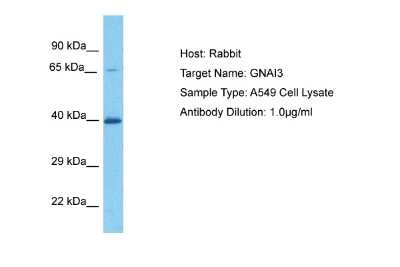 Western Blot: GNAI3 Antibody [NBP2-82235]