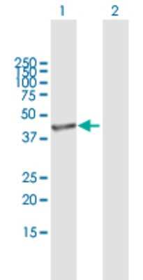 Western Blot: GNAQ Antibody [H00002776-B01P]