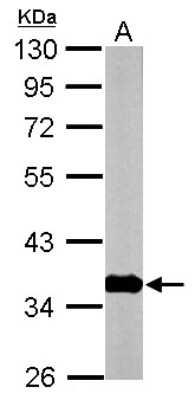Western Blot: GNB1 Antibody [NBP2-16699]