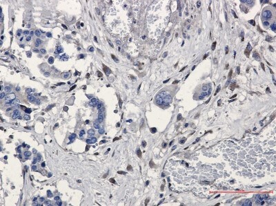 Immunohistochemistry-Paraffin: GNB2 Antibody (S04-1A2) [NBP3-19495]
