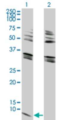 Western Blot: GNG2 Antibody (4C8) [H00054331-M03]