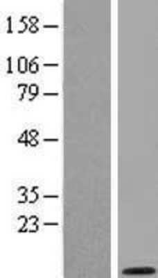 Western Blot: GNG2 Overexpression Lysate [NBL1-11174]