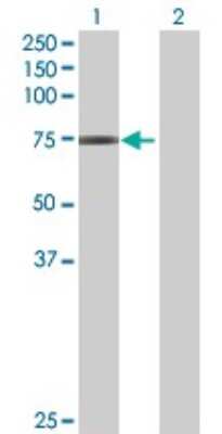 Western Blot: GNL1 Antibody [H00002794-B01P]