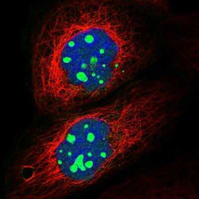 Immunocytochemistry/ Immunofluorescence: GNL2 Antibody [NBP1-81649]