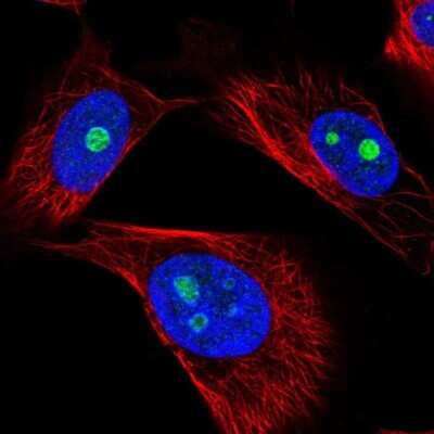 Immunocytochemistry/ Immunofluorescence: GNL2 Antibody [NBP2-57167]