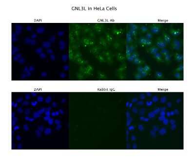 Immunocytochemistry/ Immunofluorescence: GNL3L Antibody [NBP1-55241]