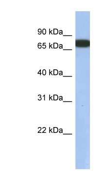 Western Blot: GNL3L Antibody [NBP1-55241]