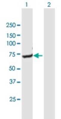 Western Blot: GNPAT Antibody [H00008443-B01P]