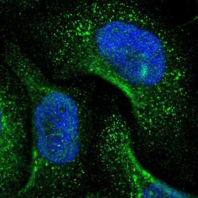 Immunocytochemistry/ Immunofluorescence: GNPDA1 Antibody [NBP1-83355]