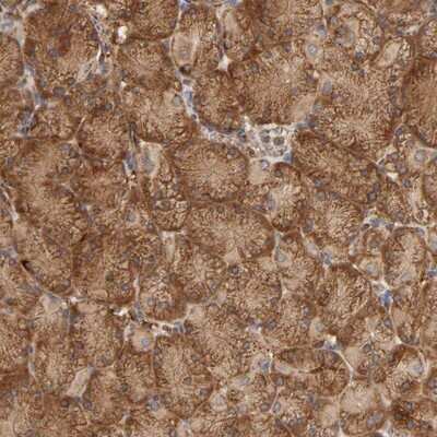 Immunohistochemistry-Paraffin: GNPTG Antibody [NBP1-88443]