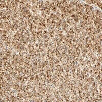 Immunohistochemistry-Paraffin: GNRH2 Antibody [NBP1-86515]