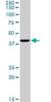 Western Blot: GNRHR2 Antibody (4A5) [H00114814-M01]