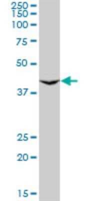 Western Blot: GNRHR2 Antibody (4A5) [H00114814-M01]