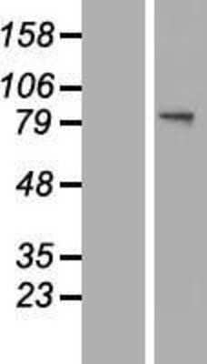 Western Blot: Glucosamine (N-acetyl)-6-Sulfatase/GNS Overexpression Lysate [NBL1-11193]