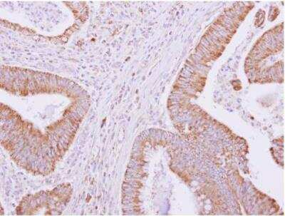 Immunohistochemistry-Paraffin: GO Protein alpha Antibody [NBP2-16703]