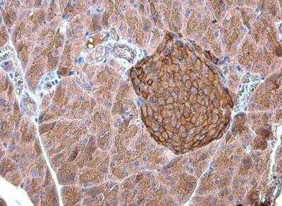 Immunohistochemistry-Paraffin: GO Protein alpha Antibody [NBP2-16703]