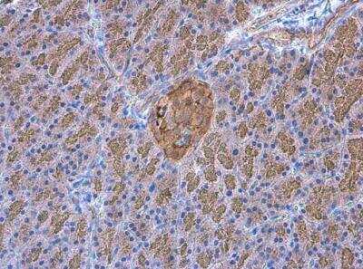 Immunohistochemistry-Paraffin: GO Protein alpha Antibody [NBP2-16703]