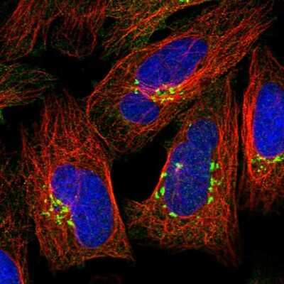 Immunocytochemistry/ Immunofluorescence: GOLGA3 Antibody [NBP1-91952]