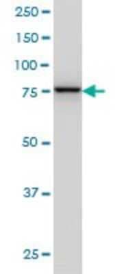 Western Blot: GOLGA5 Antibody (6B3) [H00009950-M01]