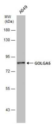 Western Blot: GOLGA5 Antibody (GT2726) [NBP3-13566]