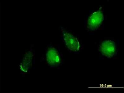 Immunocytochemistry/ Immunofluorescence: GOLGA5 Antibody [H00009950-B01P]