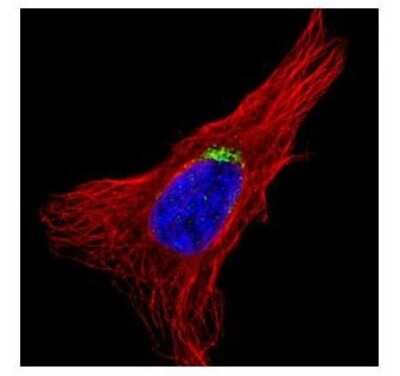 Immunocytochemistry/ Immunofluorescence: GOLGA5 Antibody [NBP1-31862]