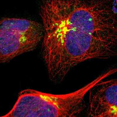 Immunocytochemistry/ Immunofluorescence: GOLGA5 Antibody [NBP1-83352]